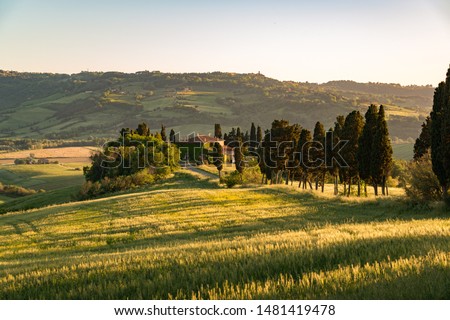 Tuscany landscape in summer with green hills vineyards