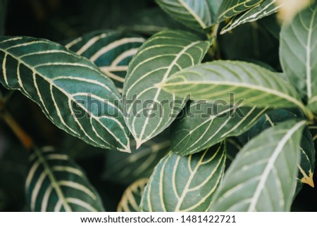 Abstract, nature Green leaf background and beautiful wallpaper.(high quality) 