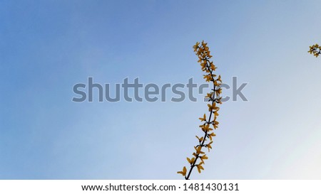 The forsythia is the symbol of the spring. flower of spring. look up at a forsythia flower by the side of the road. Yellow blooming golden-bell tree flowers on the blue sky background.