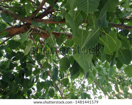 Green Bodhi tree around the temple in Thailand