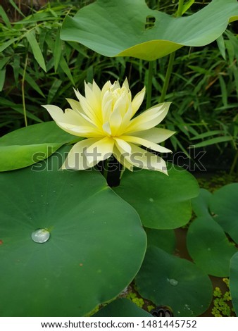 Yellow lotus flowers bloom in the morning during the rainy season. With rainwater in the middle of the lotus leaf as well
