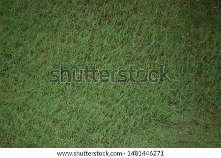 A large field of small green grass
