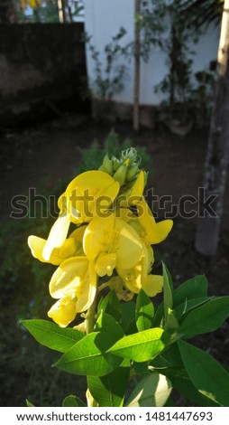 A picture of crotalaria flowers 