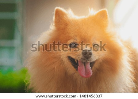 close up of pomeranian dog and green background.