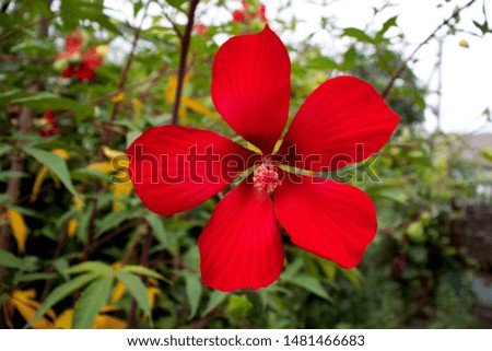 
red flower in the garden color blooms