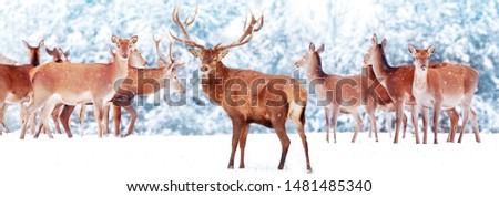 Large group of  noble deer against the background of a beautiful winter snow forest. Artistic winter landscape. Christmas photography. Winter wonderland. Banner format.