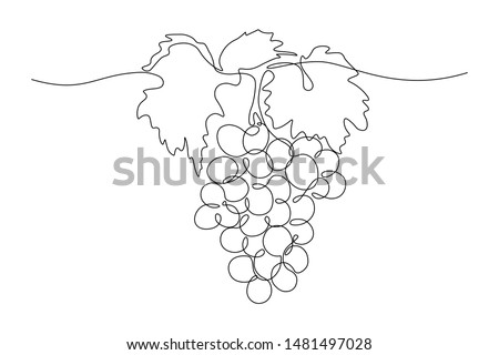 Grapes in continuous line art drawing style. Black line sketch on white background. Vector illustration Royalty-Free Stock Photo #1481497028