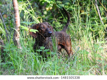 Dog Dachshund tiger color in the summer walking in the woods