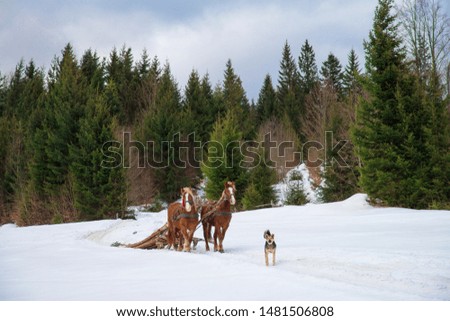 Harness of horses in the winter forest