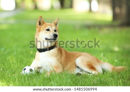 Shiba inu dog lying on the grass in park with ball toy