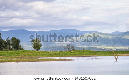 Cows grazing on a green pasture by the lake and mountain
