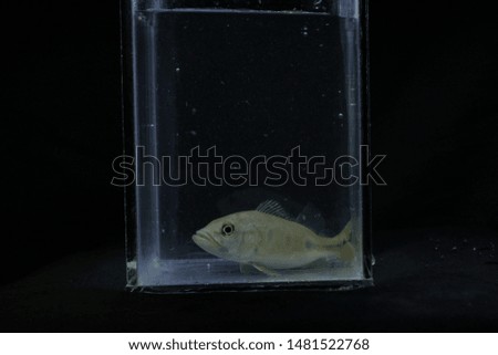 a fish swimming in the glass aquarium 