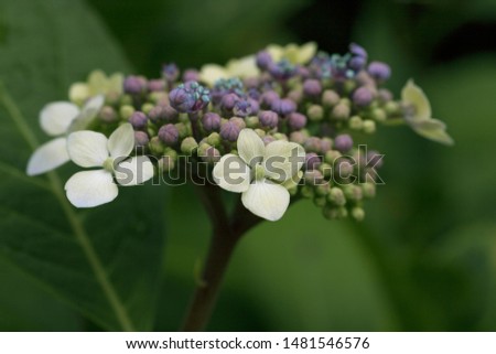 Close-up picture of white hydrangea flowers against a soft natural background.  Colour nature photograph