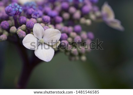 Close-up picture of white hydrangea flowers against a soft natural background.  Colour nature photograph