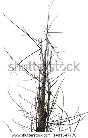 Dead tree isolated on white background with clipping path