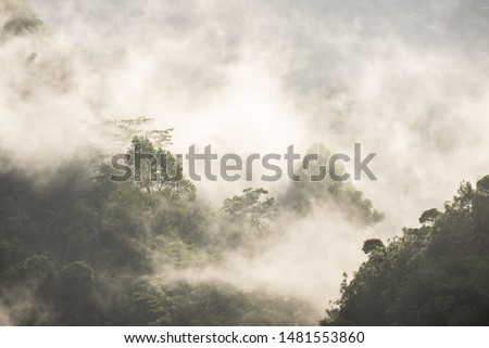 Ambience of Foggy forest holding your breath