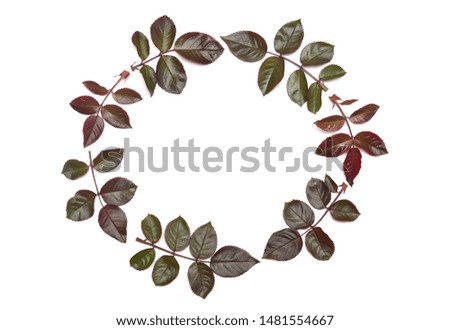 Wreath of rose leaves isolated on white background. Top view, flat lay