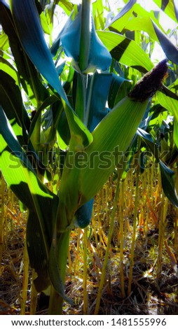 Maize also known as corn is a cereal grain first domesticated by indigenous peoples in southern Mexico