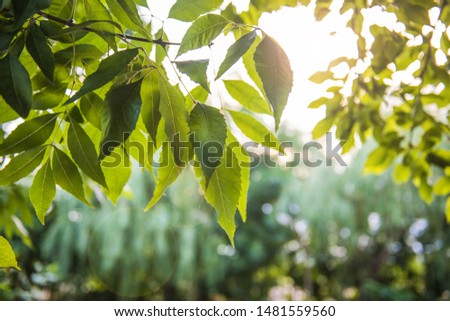 Beautiful green leaves and bright sun in park.