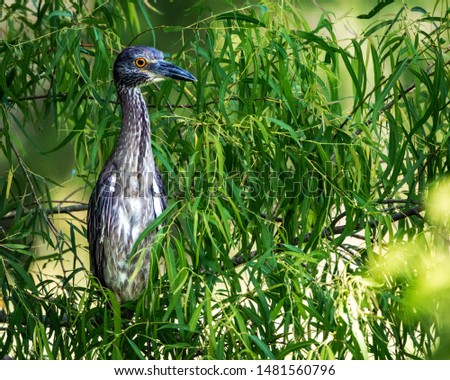 Yellow-crowned night heron out on a limb over the marsh!