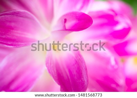Close up blooming petal of pink flower with wter drops.