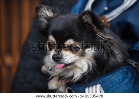 Small adorable black and white Chihuahua dog carried by owner in pet bag to travel ourdoor and indoor. Canine owner accessory
