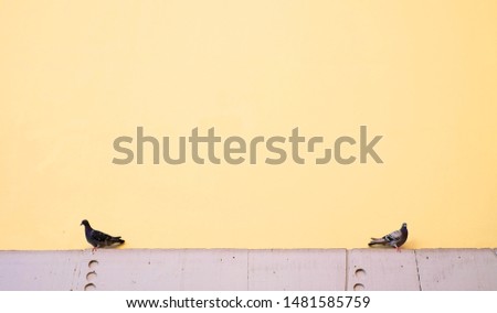 Two pigeons on a stone sill, large empty space for text or background for a banner.