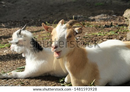 Goat with a kid lie on the ground
