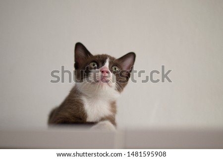 Chocolate brown cat with white mask is looking at something upon ceiling in future hope concept with white background