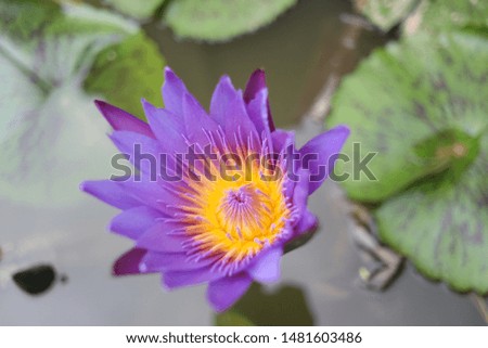 Purple day blooming water lily amid beautiful green lily pads