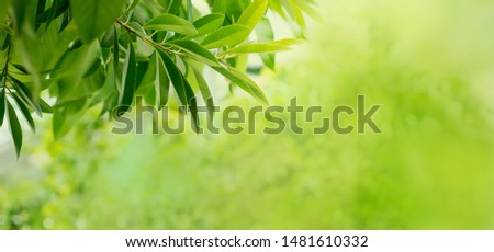 green leaf on blurred greenery background with copy space,Natural Fresh Leaf Background Concept,Used to decorate images with wallpapers.