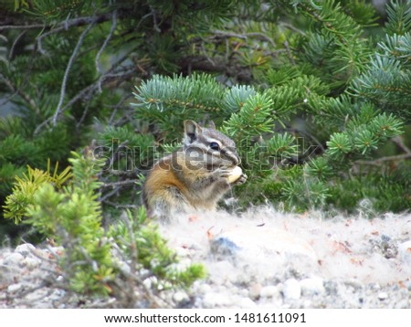 Red tailed chipmunk between trees in Canada