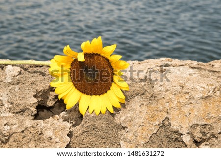Sunflower placed near the water. Royalty-Free Stock Photo #1481631272