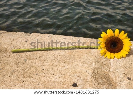 Sunflower placed near the water. Royalty-Free Stock Photo #1481631275