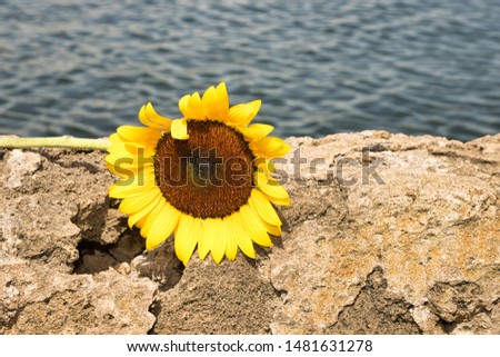 Sunflower placed near the water. Royalty-Free Stock Photo #1481631278