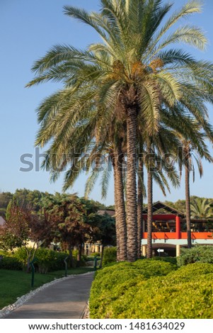 soft sunny background. beautiful palm trees and flowers. rest by the sea in hot countries