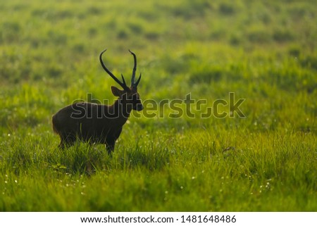 silhouette Indian hog deer (Hyelaphus porcinus) at green field mating time at wildlife sanctuary.Thailand with copy space