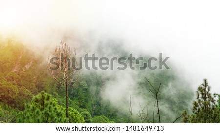 Beautiful nature, Indian Mountains, clouds, Pine trees         