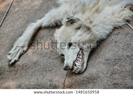 Dead white wolf skin with head and paws. Toothy predator close-up