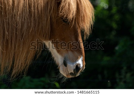 Spotted Islandic horse with very long mane