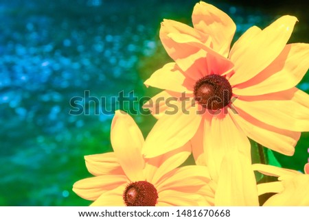 Yellow African Daisy. Bright yellow blossom of Osteospermum or Dimorphotheca. Close-up image of big garden flower on blue-green bokeh background.