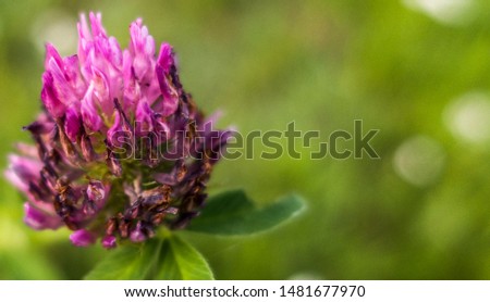 Violet blooming meadow flower of clover plant Trifolium pratense close up macro copy free space for text
