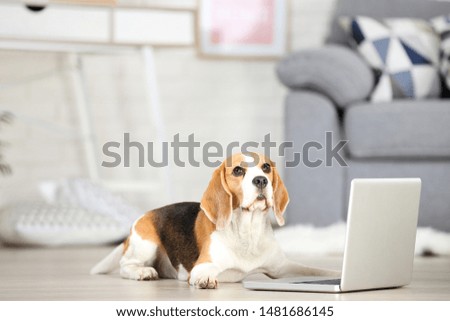 Beagle dog with laptop computer lying on the floor