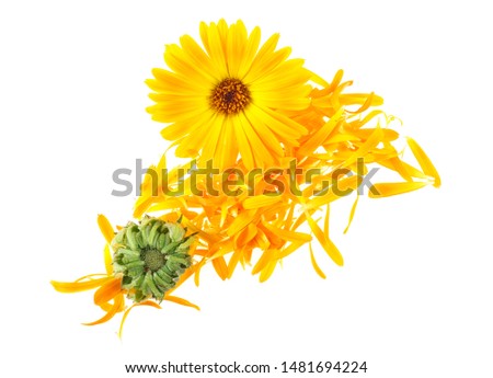 Medicinal herb. Calendula on a white background - petals, flower and bud.