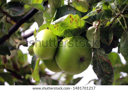 Cooking apples growing on a tree