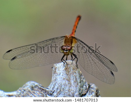 A dragonfly is an insect belonging to the order Odonata, infraorder Anisoptera. Adult dragonflies are characterized by large, multifaceted eyes, two pairs of strong, transparent wings.
