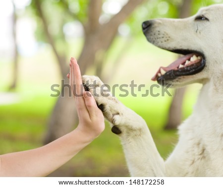 Give me five - Dog pressing his paw against a woman hand  Royalty-Free Stock Photo #148172258