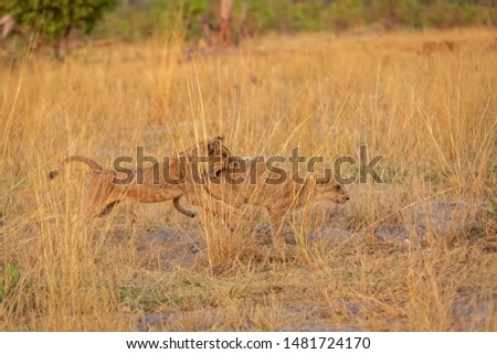 two lion cubs playing in the dry grass in savannah