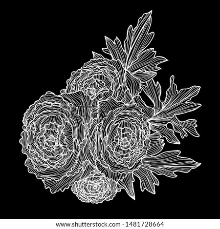 Decorative ranunculus flowers, design elements. Can be used for cards, invitations, banners, posters, print design. Floral background in line art style