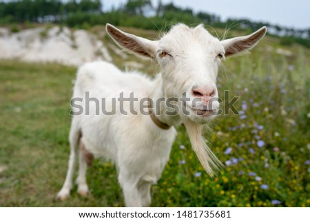 the face of a white goat close-up, against the green grass